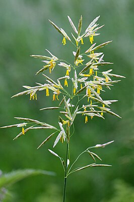 Defenseless bromus inermis, blooming