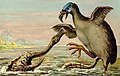 Brontornis VS. Hadrosaur.jpg