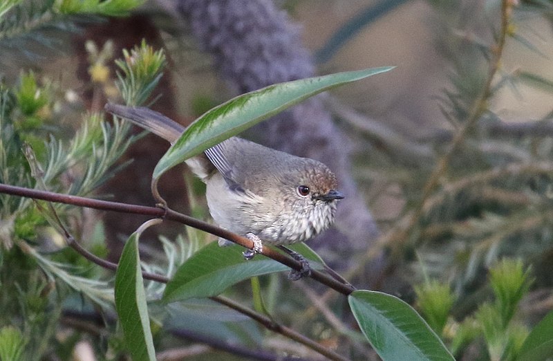 File:Brown Thornbill (Acanthiza pusilla) (30594034533).jpg