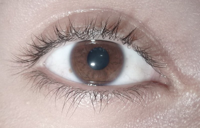 File:Brown eye.jpg