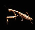 Mantis religiosa marrón hembra adulta