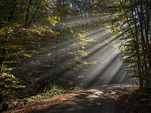 [1] Sonnenstrahlen scheinen durch die Bäume in Oberfranken.