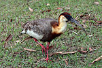 Thumbnail for Buff-necked ibis