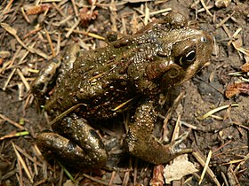 Bufo boreas