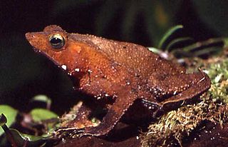 <i>Rhinella proboscidea</i> Species of amphibian