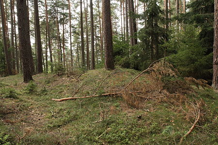 Burgstall Rascher Berg01