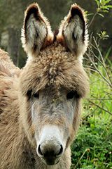 Baby Páramo donkey