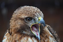 Une buse à queue rousse poussant un cri.