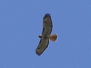 Buteo jamaicensis ssp. solitudinis.jpg