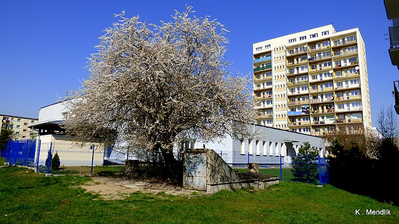 File:Bydgoszcz , Osiedle Kapuściska - panoramio (89).jpg