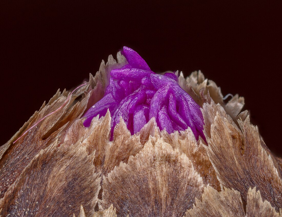 File:Cártamo silvestre (Centaurea jacea), Hartelholz, Múnich, Alemania, 2020-06-19, DD 01-26 FS.jpg