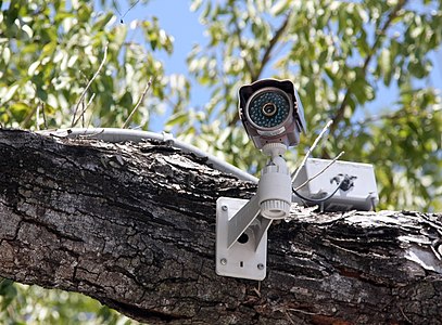 CCTV in tree