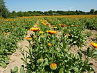 Calendula Feld Weleda.jpg