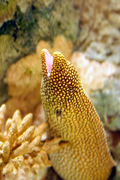 File:California Moray.jpg