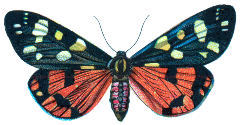 File:Callimorpha Dominula.png