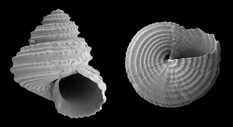 File:Calliostoma cyrtoida (MNHN-IM-2000-35217) 001.jpeg