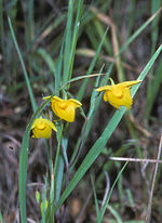 Miniatura para Calochortus amabilis