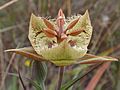 Tiburon Mariposa Lily (Calochortus tiburonensis)