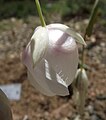 Calochortus albus