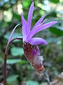 Calypso orchid (Calypso bulbosa)