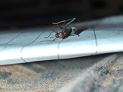 Camponotus rufoglaucus worker Anterior view in Trincomalee, Sri Lanka.jpg