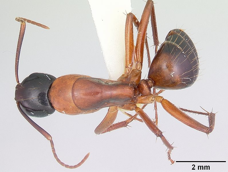 File:Camponotus texanus casent0104764 dorsal 1.jpg