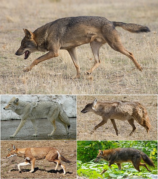 File:Canis (excluding Lupulella).jpg