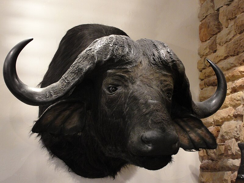 File:Cape Buffalo Head, Stuffed.JPG