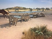 Diorama of several tusked suine