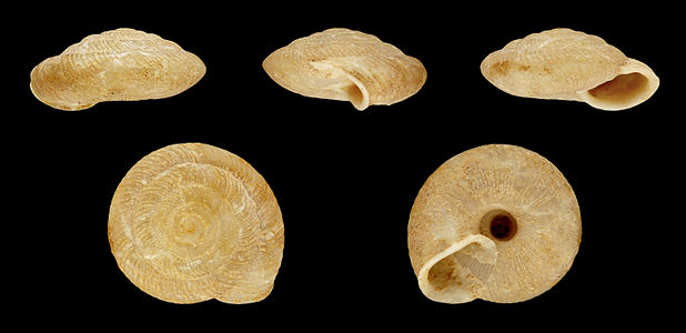 Caracollina lenticula (fossil)