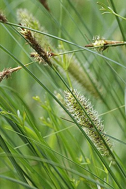 Snapuotoji viksva (Carex rostrata)