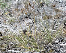 Carex supina kz2.jpg