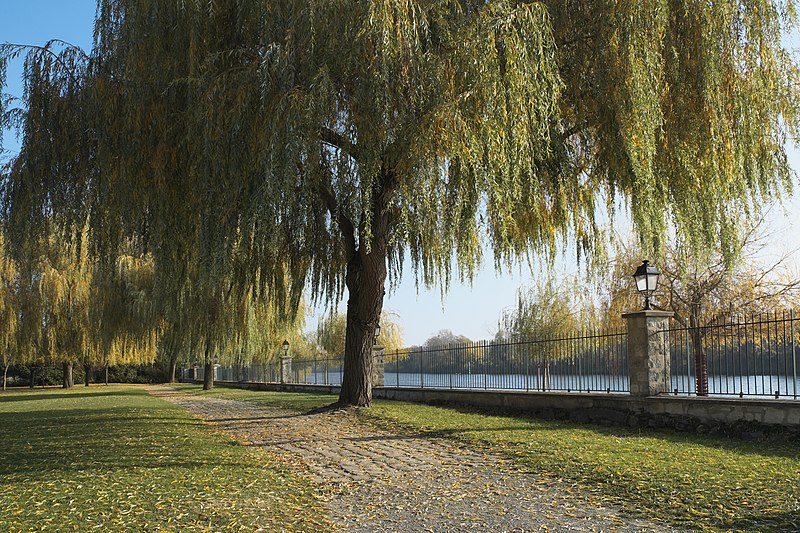 File:Carrières-sur-Seine Parc de la mairie 882.jpg