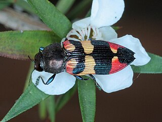 <i>Castiarina</i> genus of insects