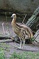 Casuarius casuarius -Artis Zoo, Netherlands -chick-8a.jpg