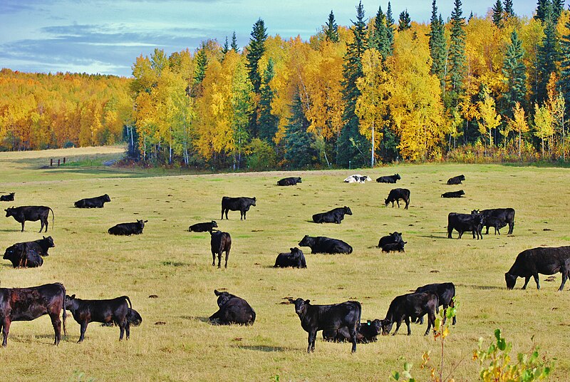 File:Cattle in pasture, Alaska.jpg