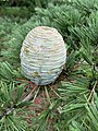 Cedrus deodara 'Shalimar' cone at the New York Botanical Garden