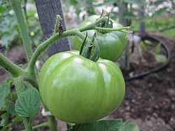 Pishmagan taniqli pomidor