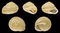 * Nomination Shell of a White-lipped snail, Cepaea hortensis --Llez 07:02, 6 November 2021 (UTC) * Promotion  Support Good quality. --XRay 07:18, 6 November 2021 (UTC)