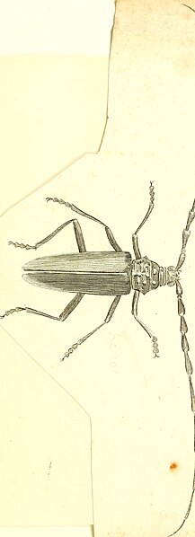 File:Cerambycidae (1800) (19967699143).jpg