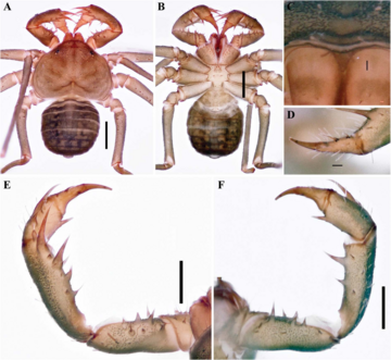 Charinus carvalhoi