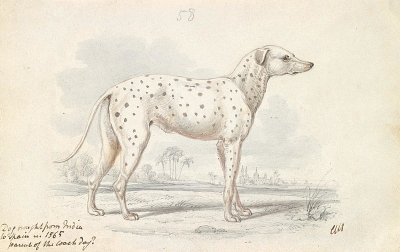 File:Charles Hamilton Smith - Parent of the Modern Coach Dog - Turnspit Dog - B1981.25.2236 - Yale Center for British Art.jpg