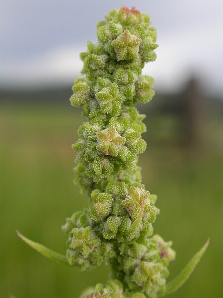 Chenopodium berlandieri