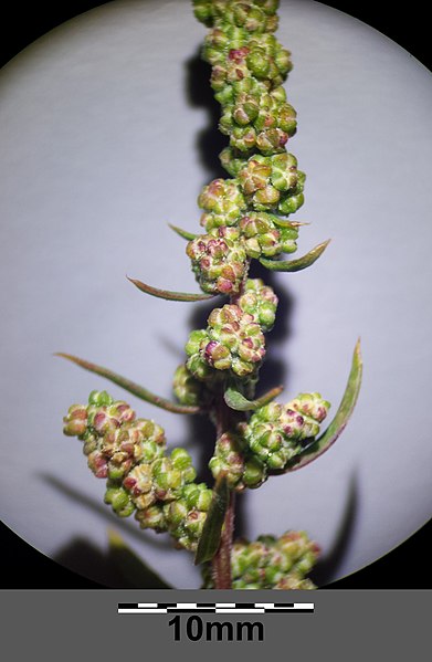 File:Chenopodium strictum sl15.jpg