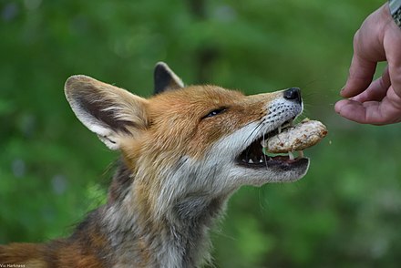 Голодная лиса. Голодный Лис. Чернобыль лиса. Чернобыльские лисы. Голодная Лисичка.