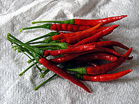 Figure 1. Chili pepper Chilesdearbol.jpg
