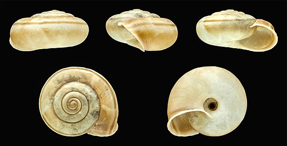 Chilostoma cingulatum nicatis