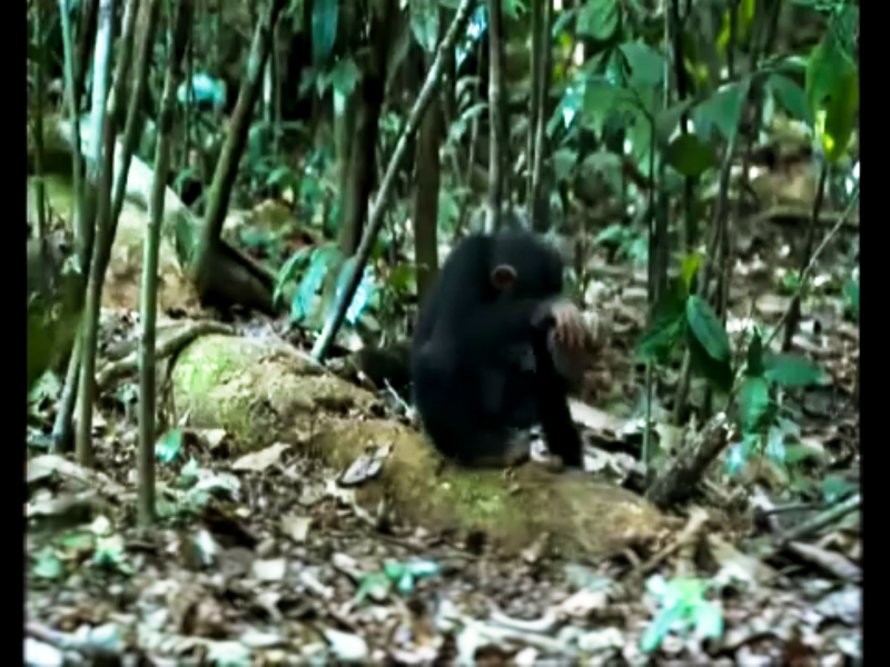 File:Chimpanzé, R.F Douala-édea,Mouanko.png