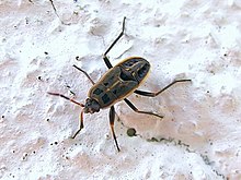 Chinche.stink bug987.jpg