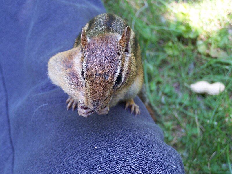 File:Chipmunk with peanut hidden in cheek pouch.jpg